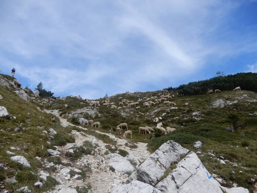 Many sheep on the way to the Tisi refuge