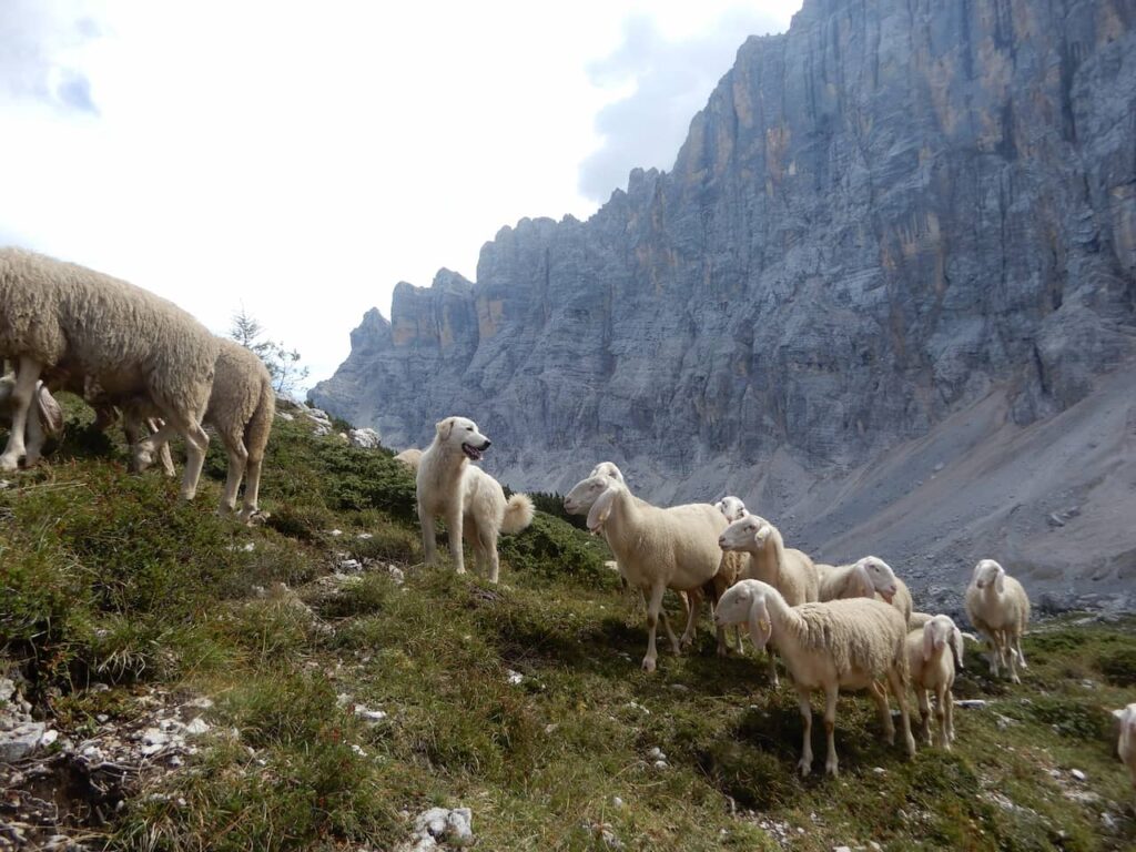 Sheep and a sheepdog on the trail