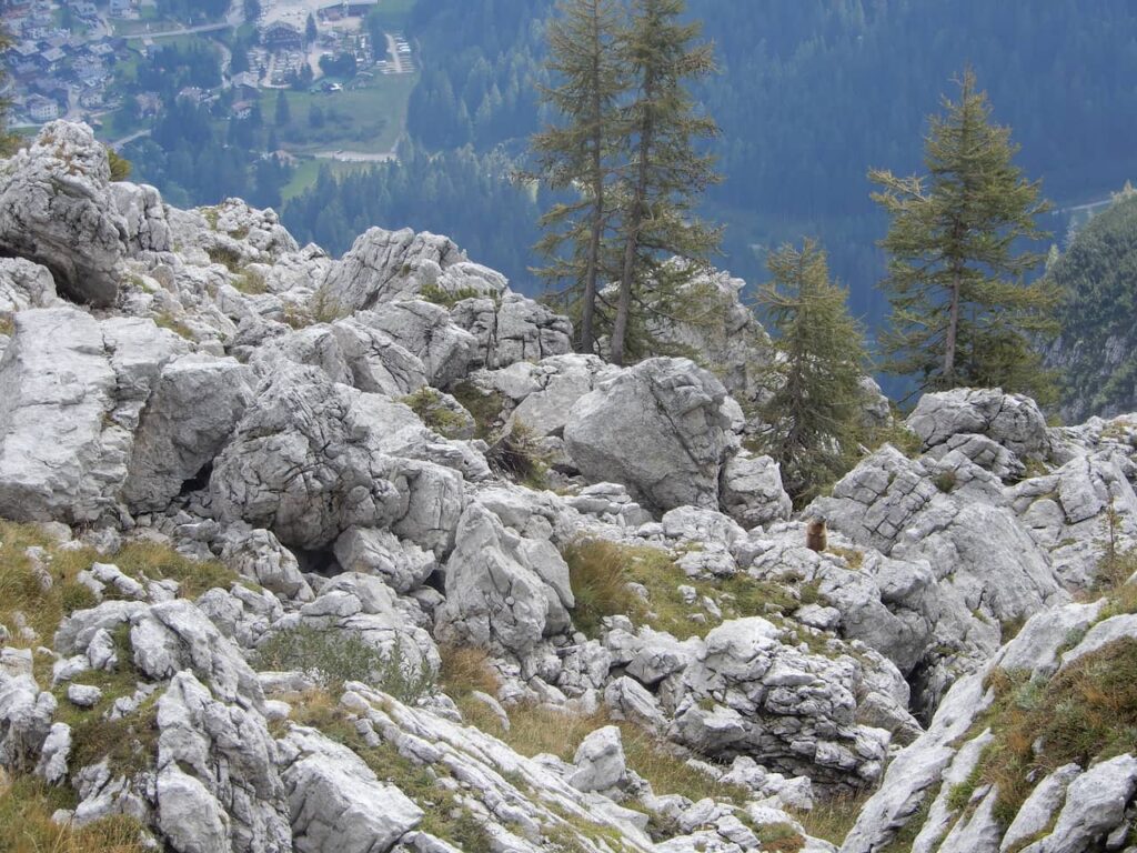 A groundhog among the rocks