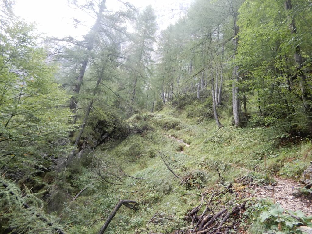 Trail in the middle of the forest