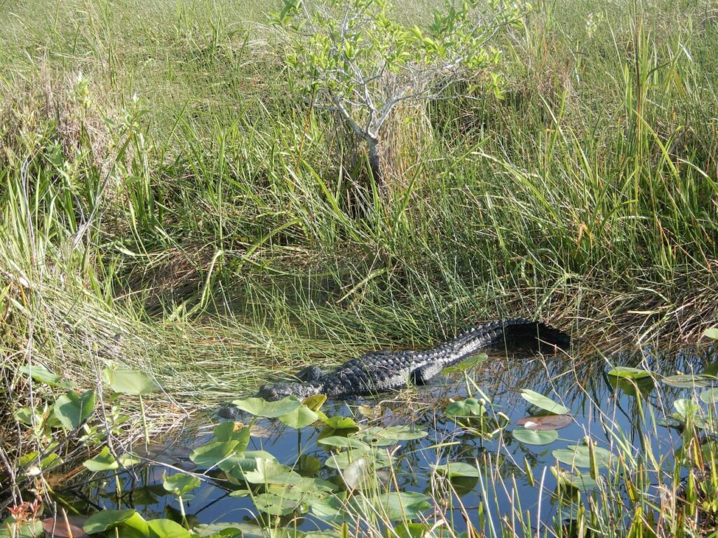 Alligator