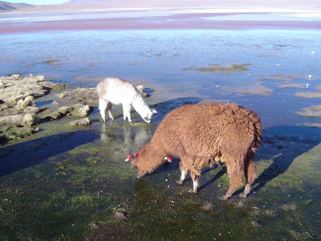 Alpacas no deserto da Bolívia