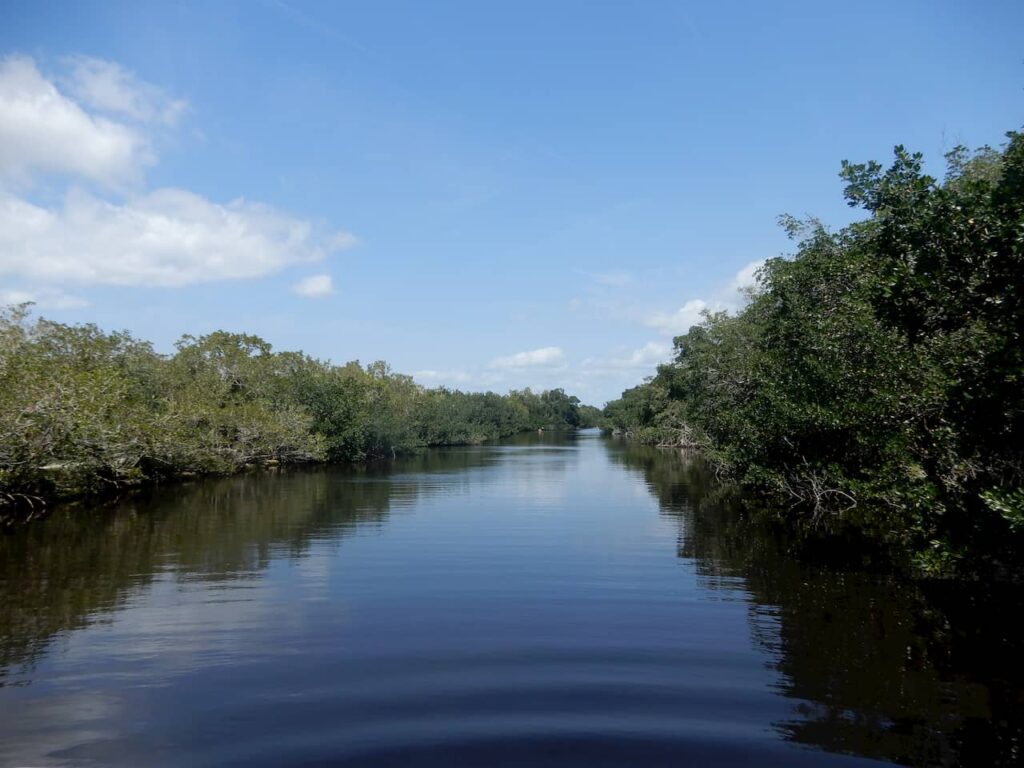 canal Buttonwood