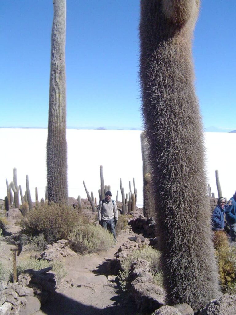 Cactos gigantes