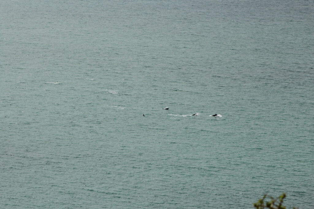 dolphins