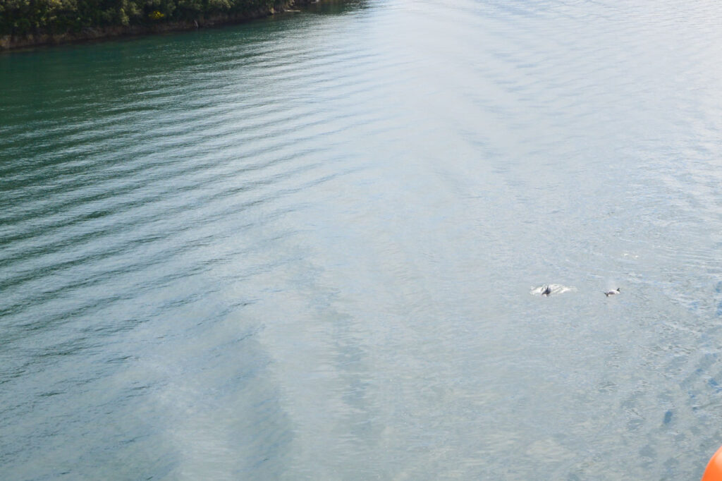 Dolphins swimming