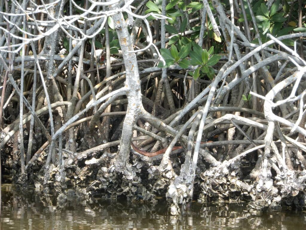 Cobra rato do everglades