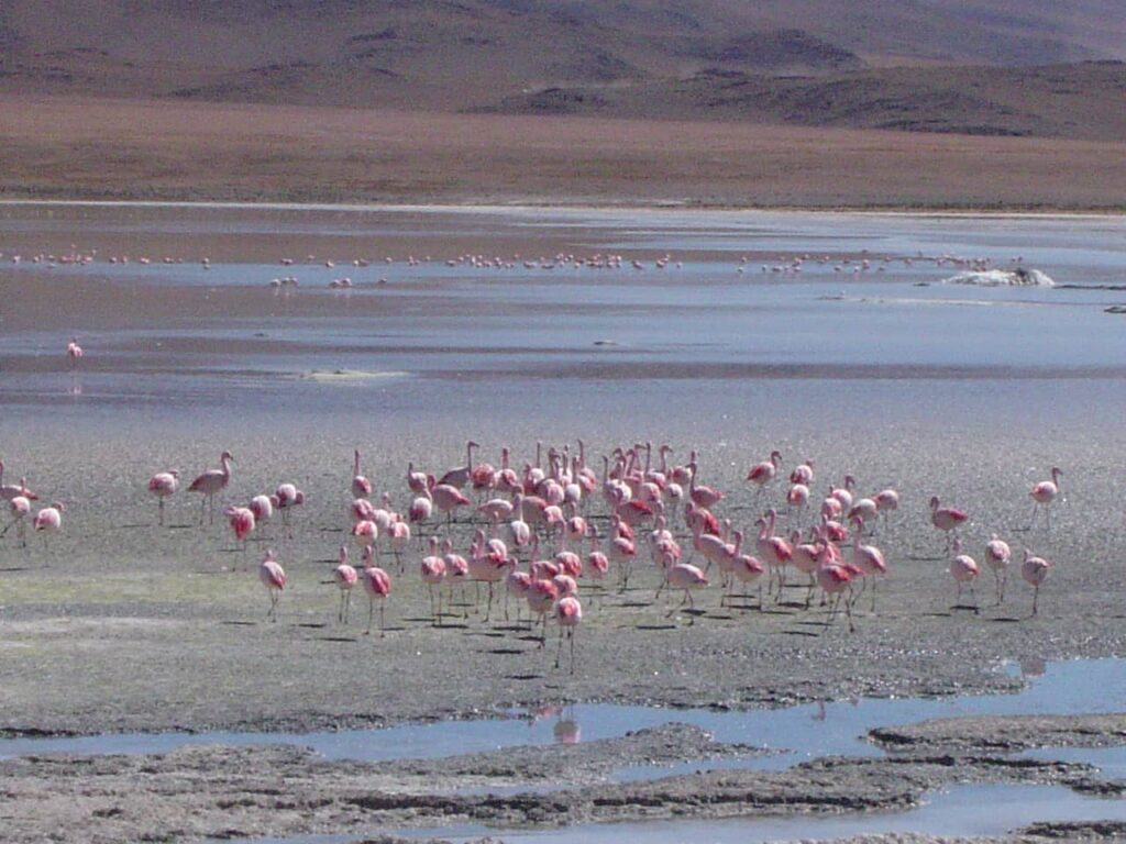 Flamingos