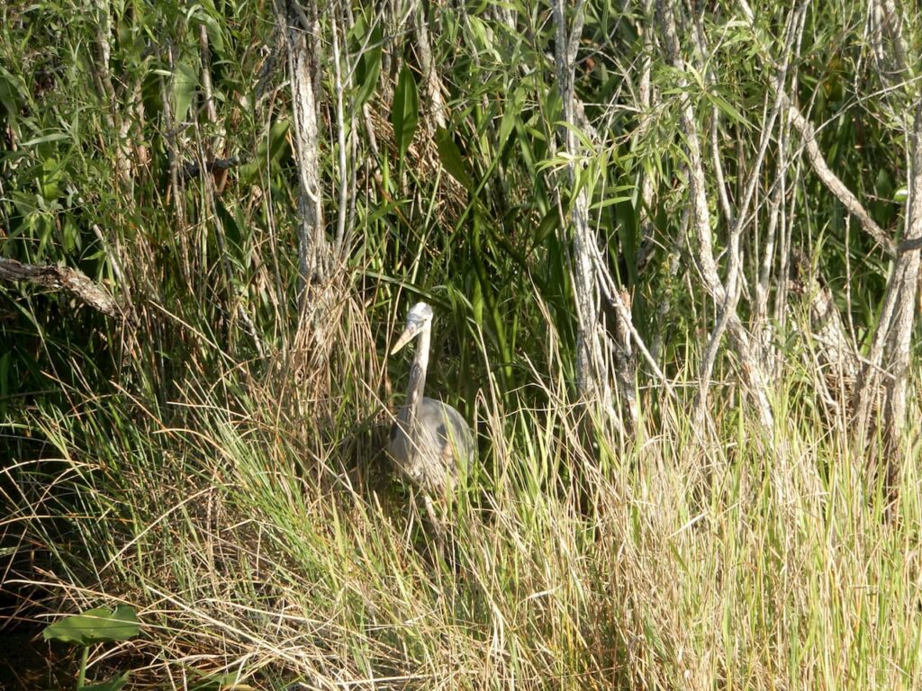 Great Egret