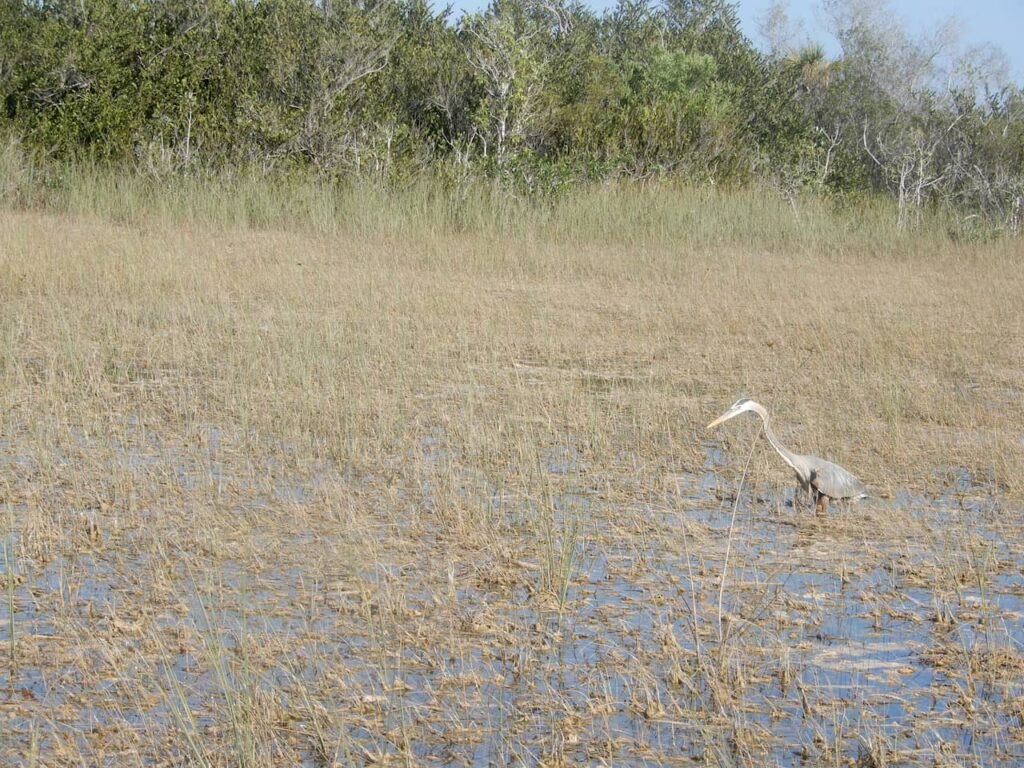 Great egret