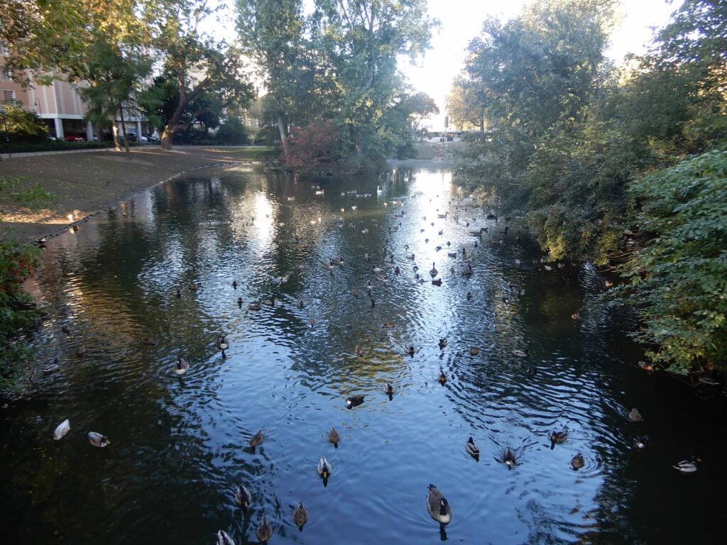 lago no Hofgarten - Dusseldorf