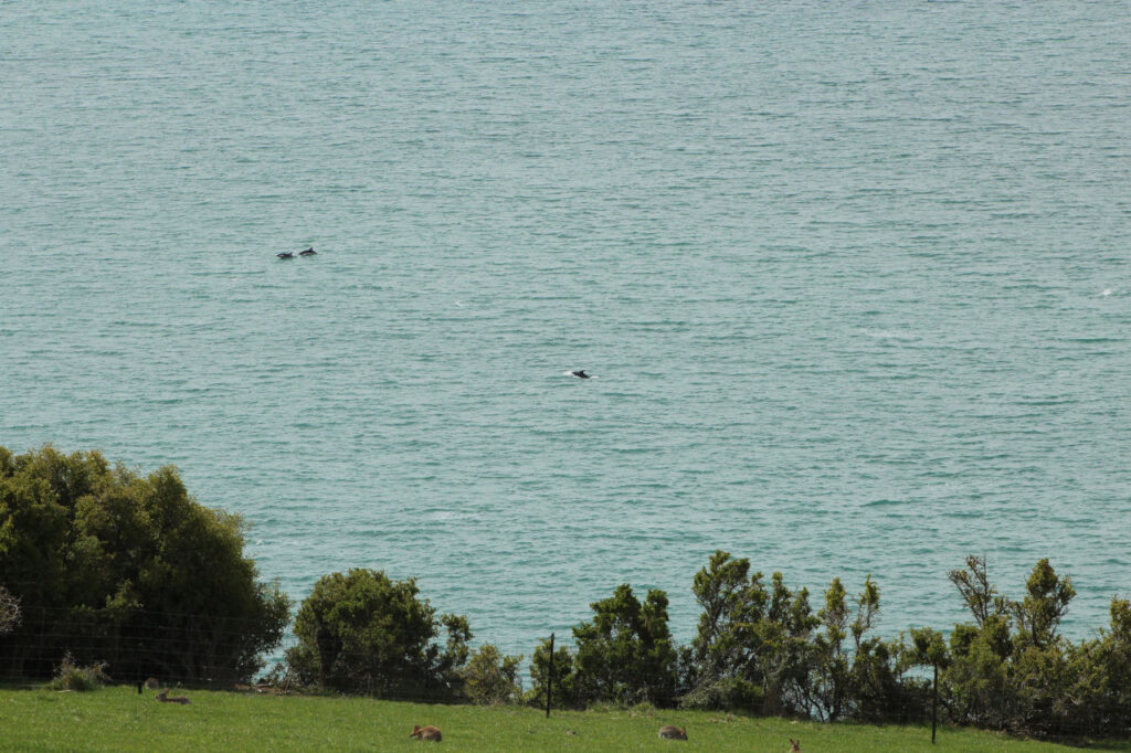 Katiti viewpoint overlooking a school of dolphins.