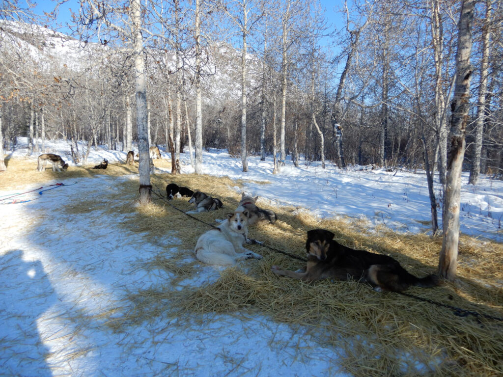 My dog ​​sled team resting