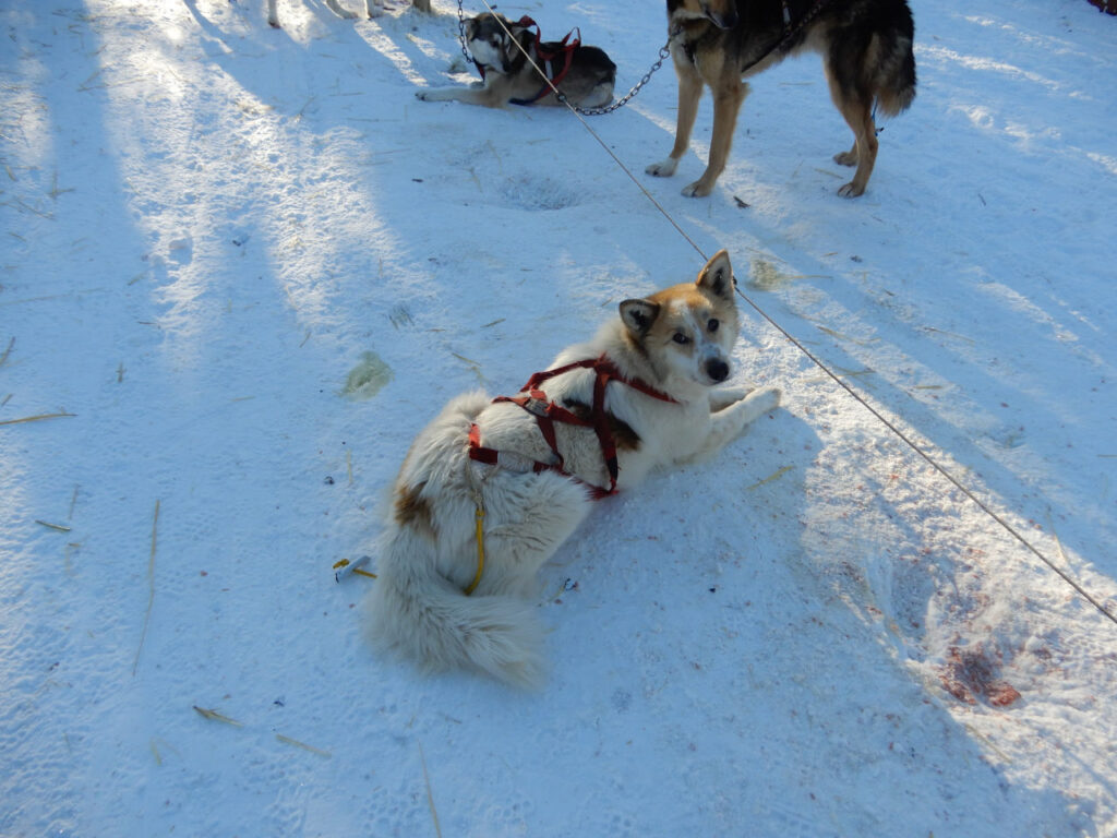 Dog named Thelma - dog sled