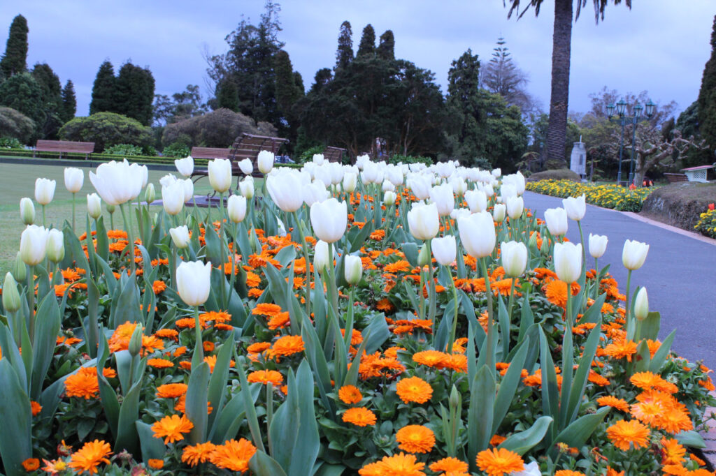 Jardins de Tulipas - Nova Zelândia