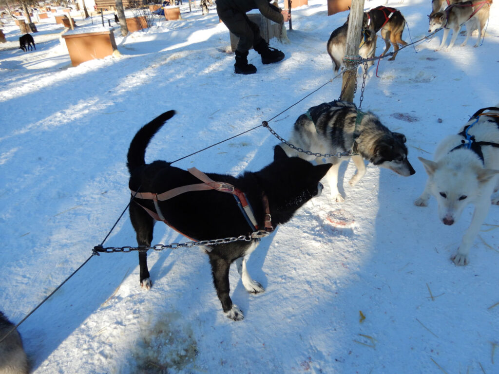 Dog named Badger - Dog Sled