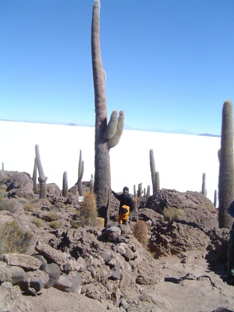 giant cacti