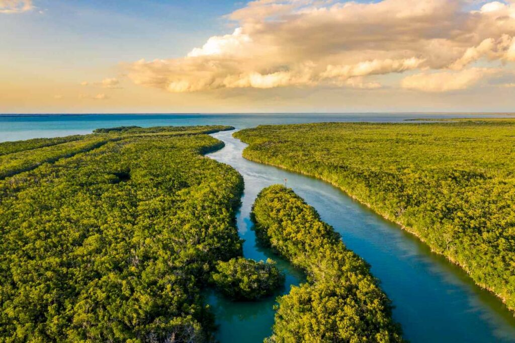 Vista Aérea de um pântano do parque Everglades.