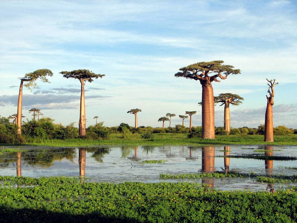 Arvore de Baoba durante o período de chuva