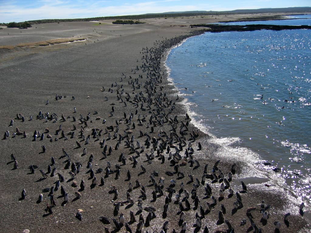 Praia repleta de pinguins na Patagônia Argentina