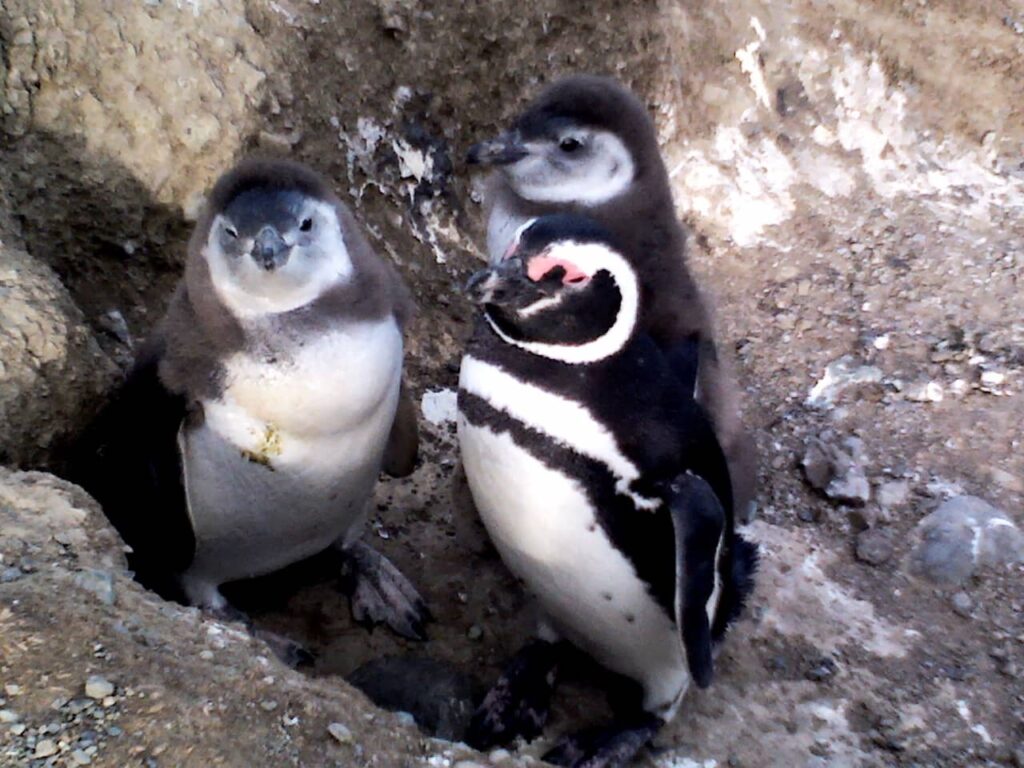 Filhotes de pinguins