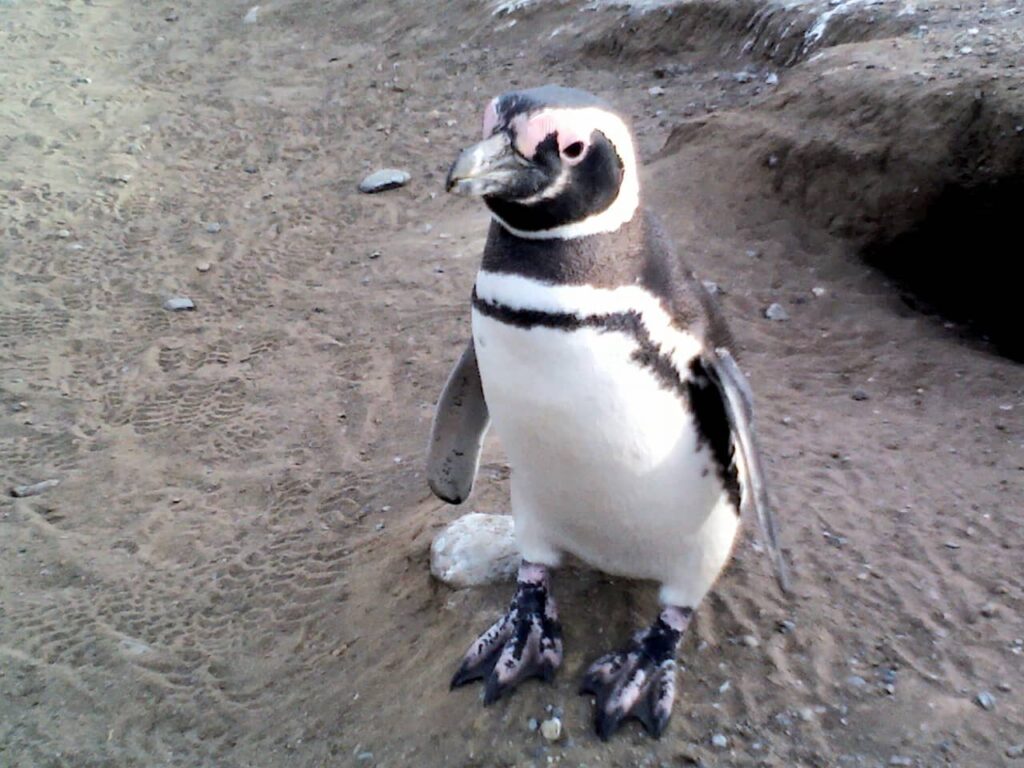 Penguin