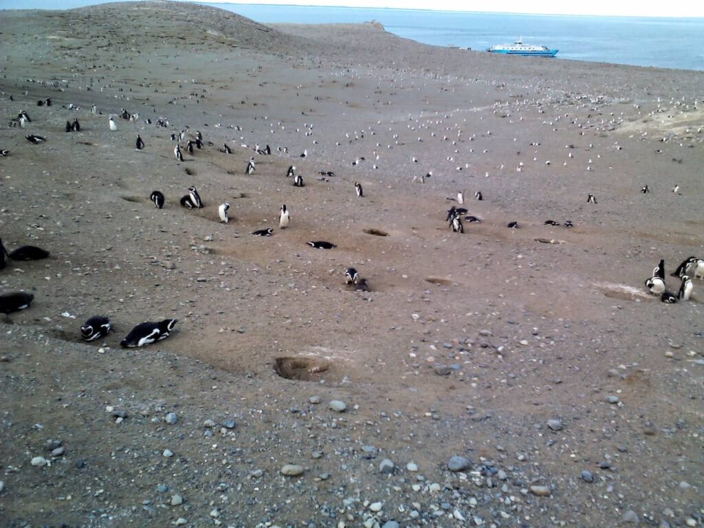 Ninhos dos Pinguins espalhados pela ilha.