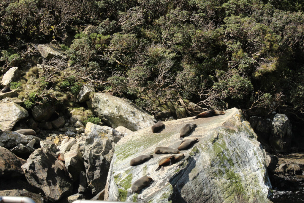 Sea lions resting