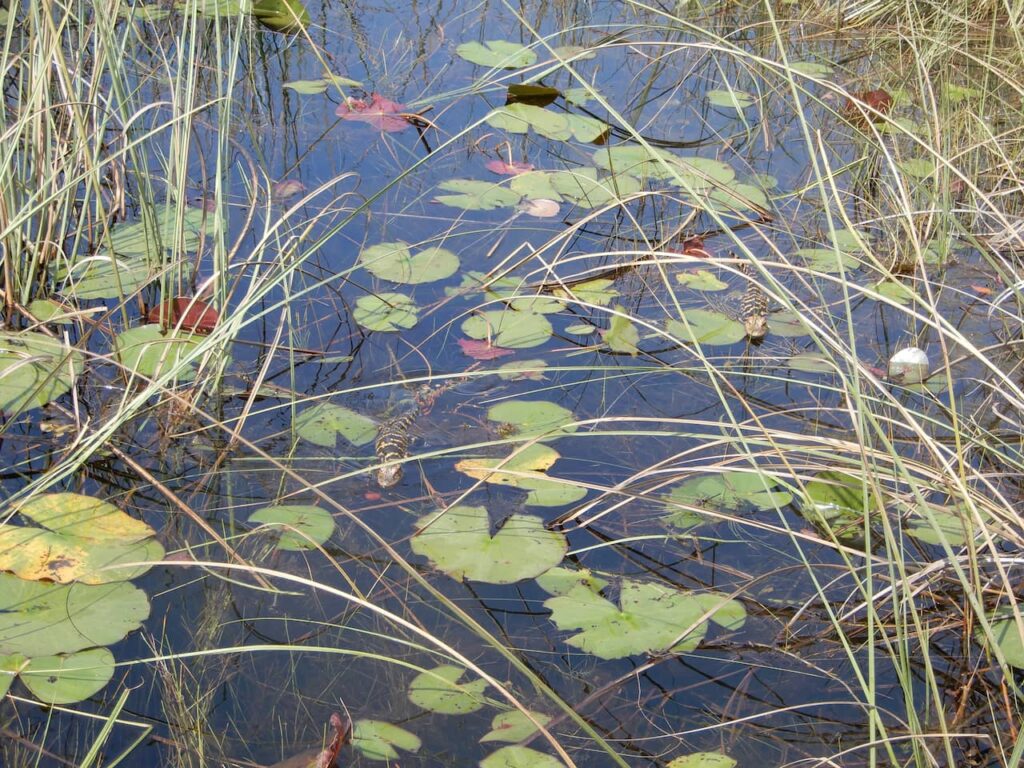 baby alligator