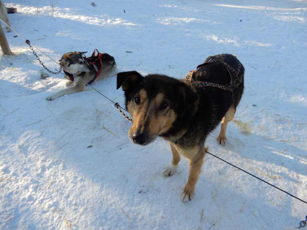 Lead Dog - Thunder - Dog Sledding