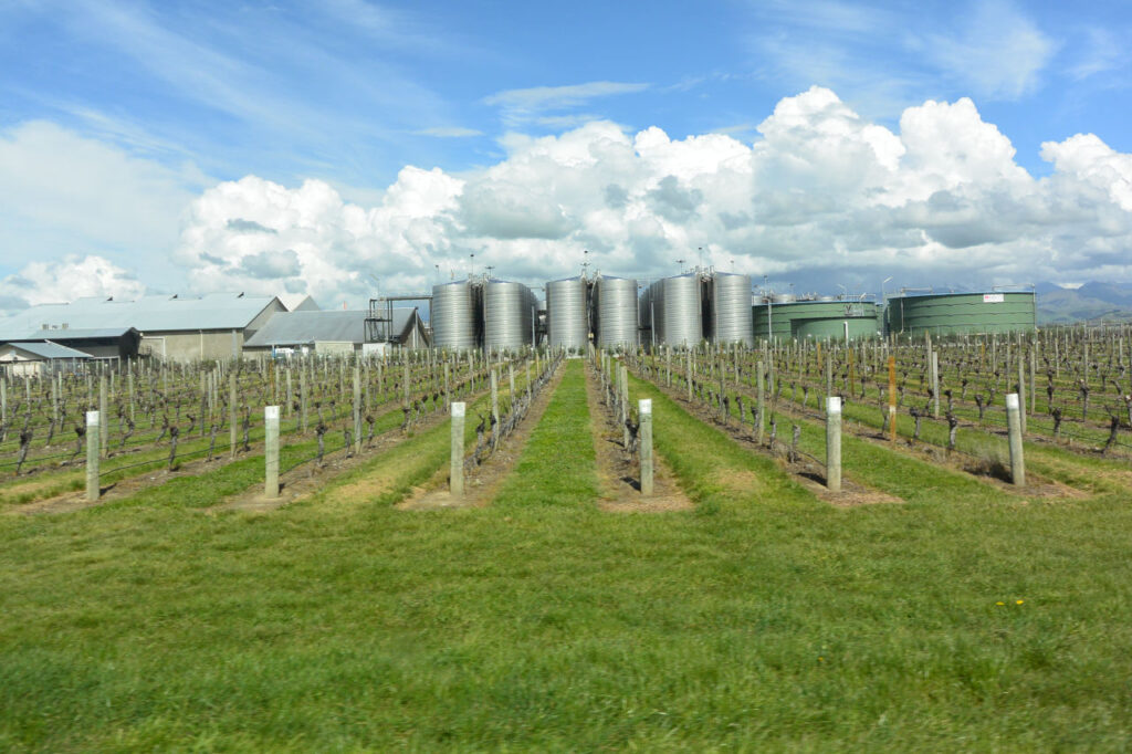 Grape Plantation