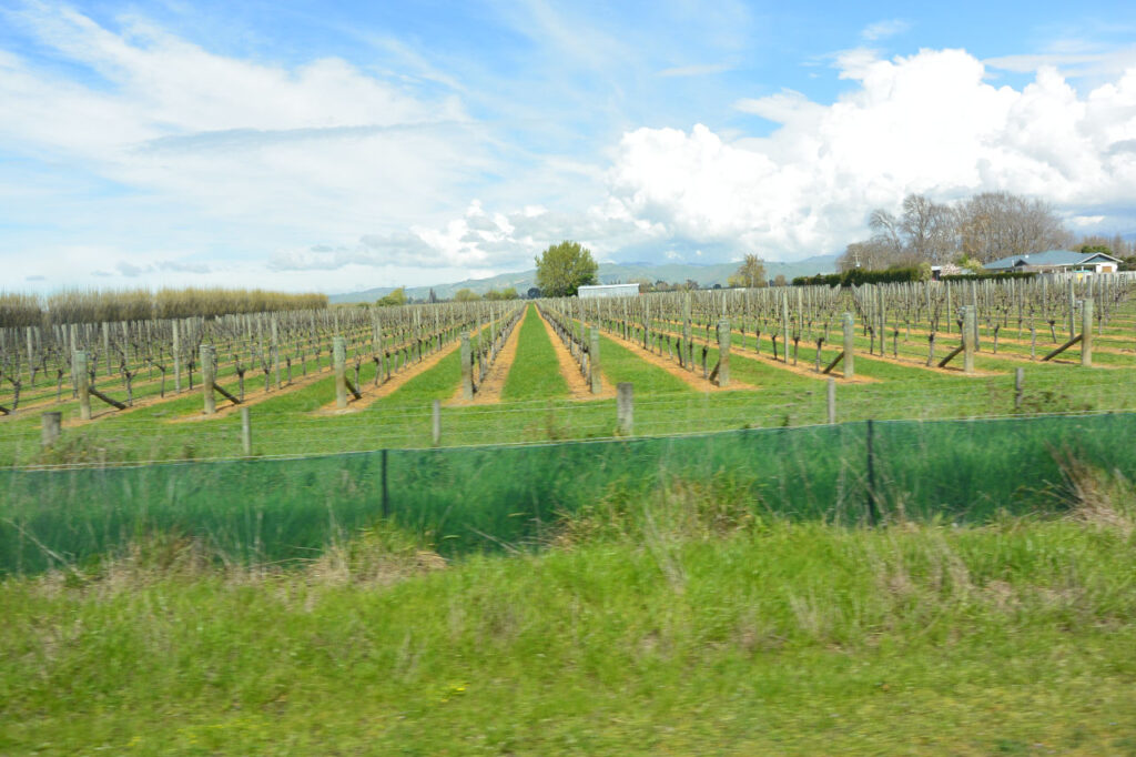 Grape Plantation