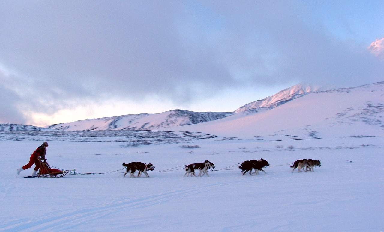 Dog Sledding in the Yukon