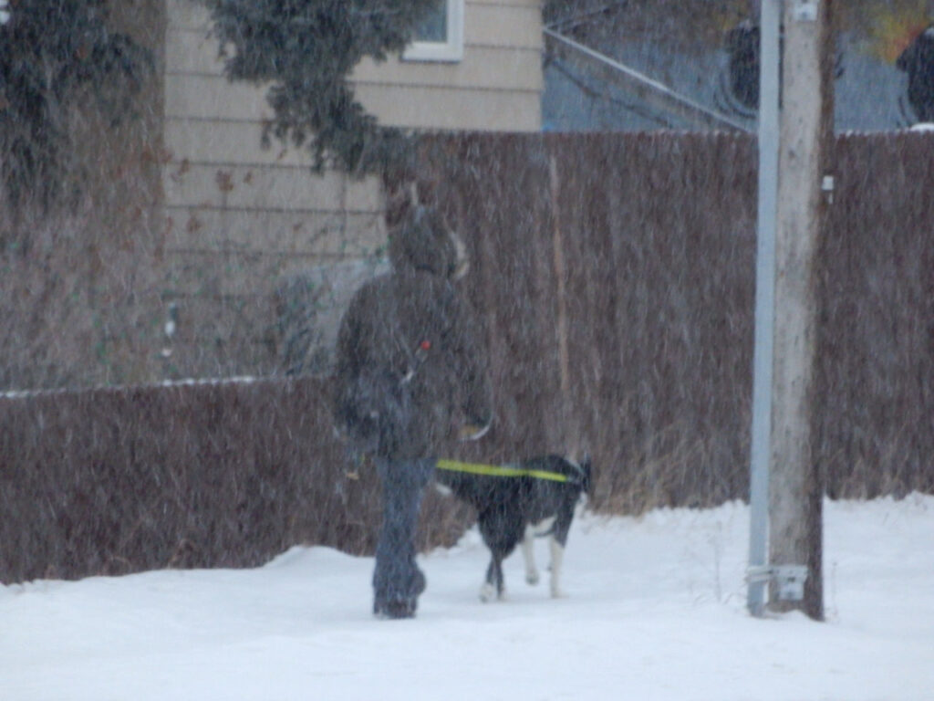 WhiteHorse Blizzard