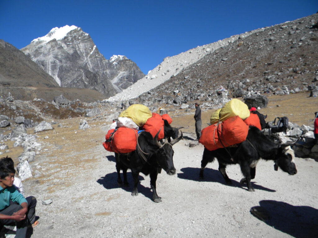 Os Yaks transportando as cargas - Everest