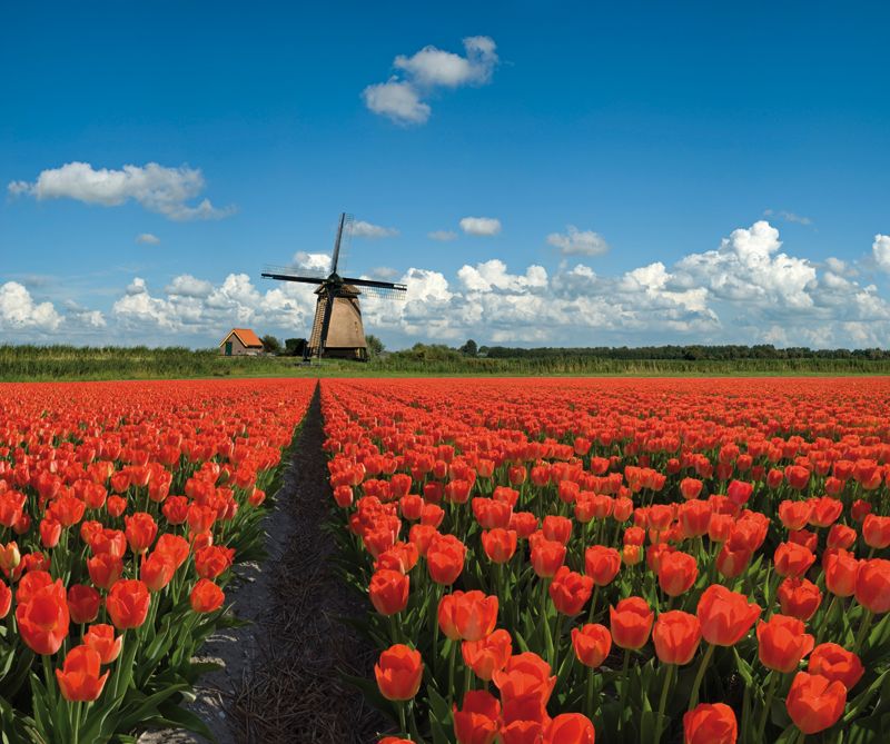 Campo de Tulipas vermelhas - Holanda