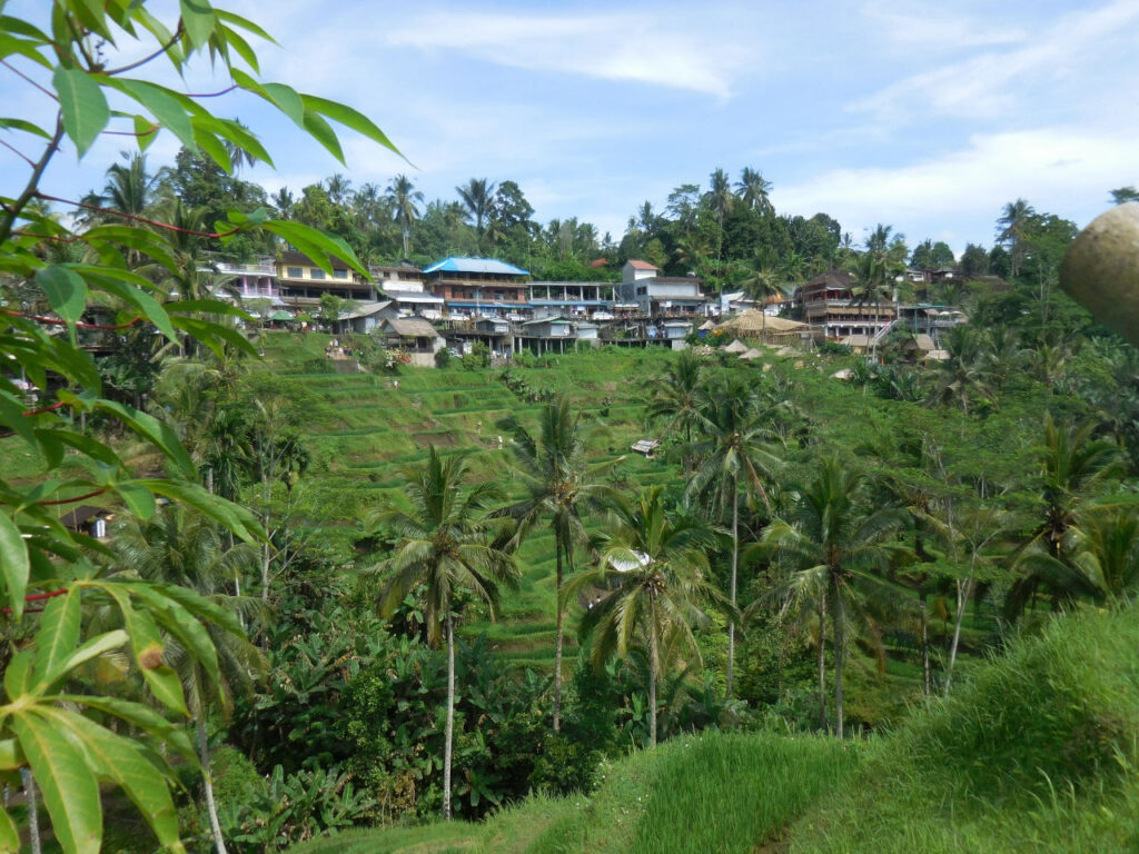 Campos de arroz em Ubud