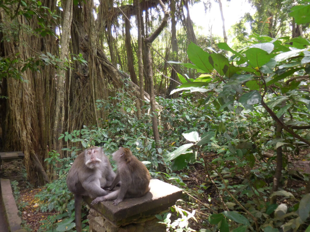 Floresta dos macacos