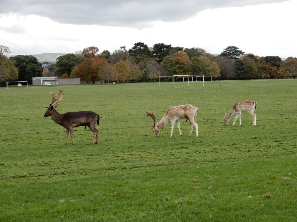 Animals in Herbert Park