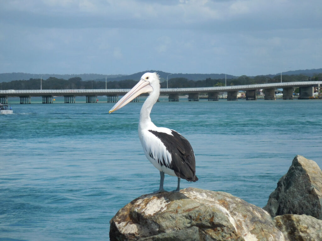 Pelican in Foster