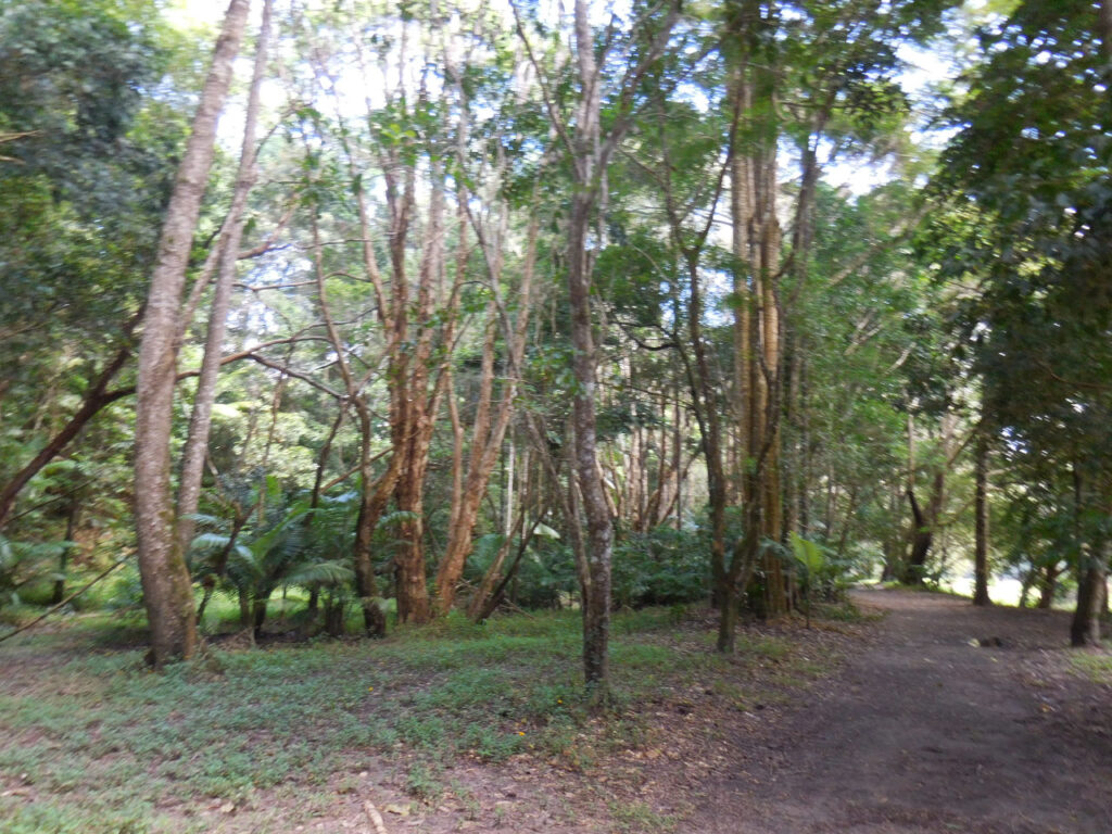 kuranda trilha das árvores