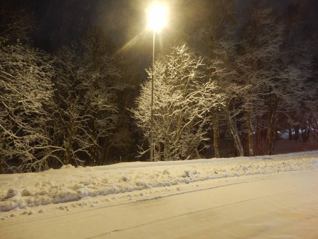 Frozen trees