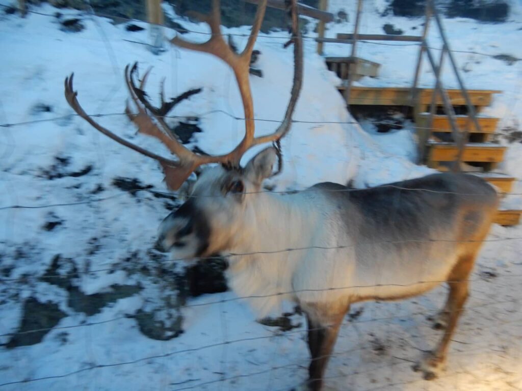 Reindeer