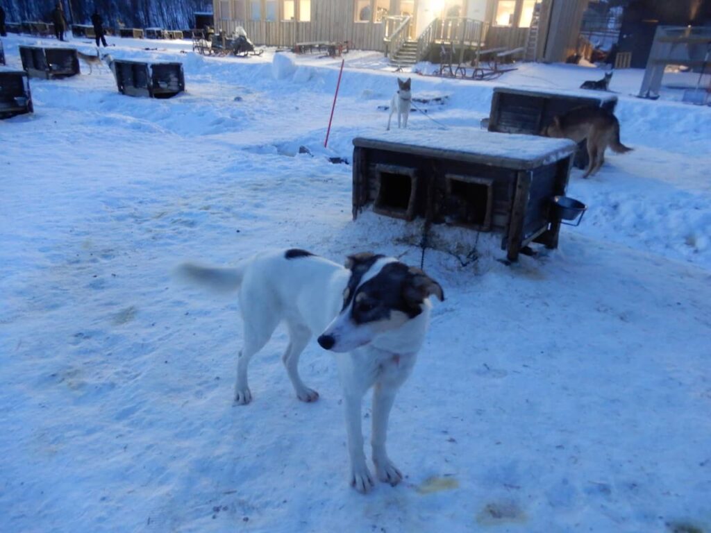 husky