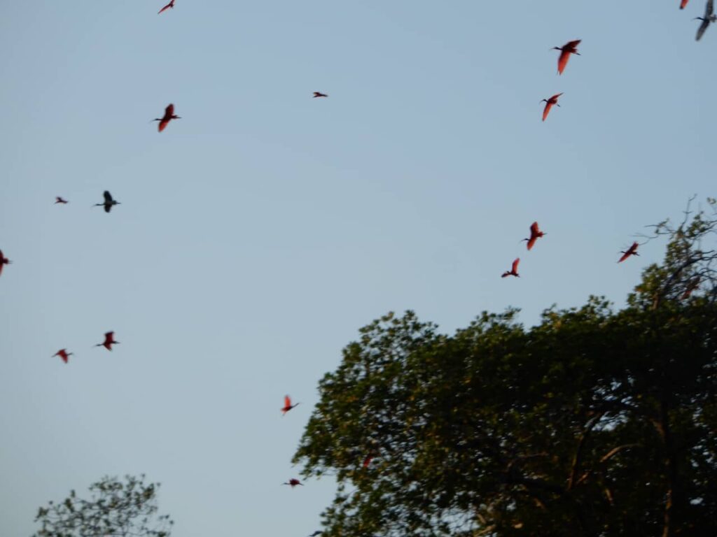 Revoada dos guaras na Rota das emoções