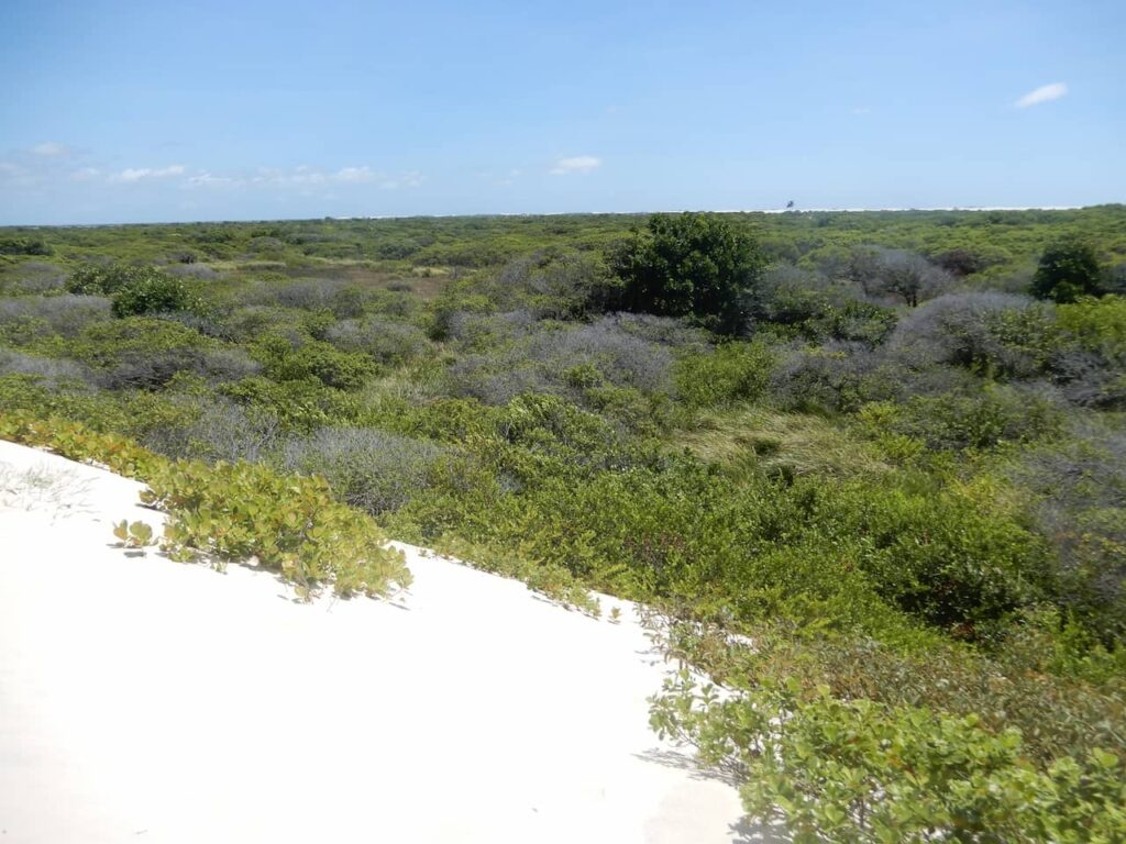 Vegetação nos Lençóis Maranhenses
