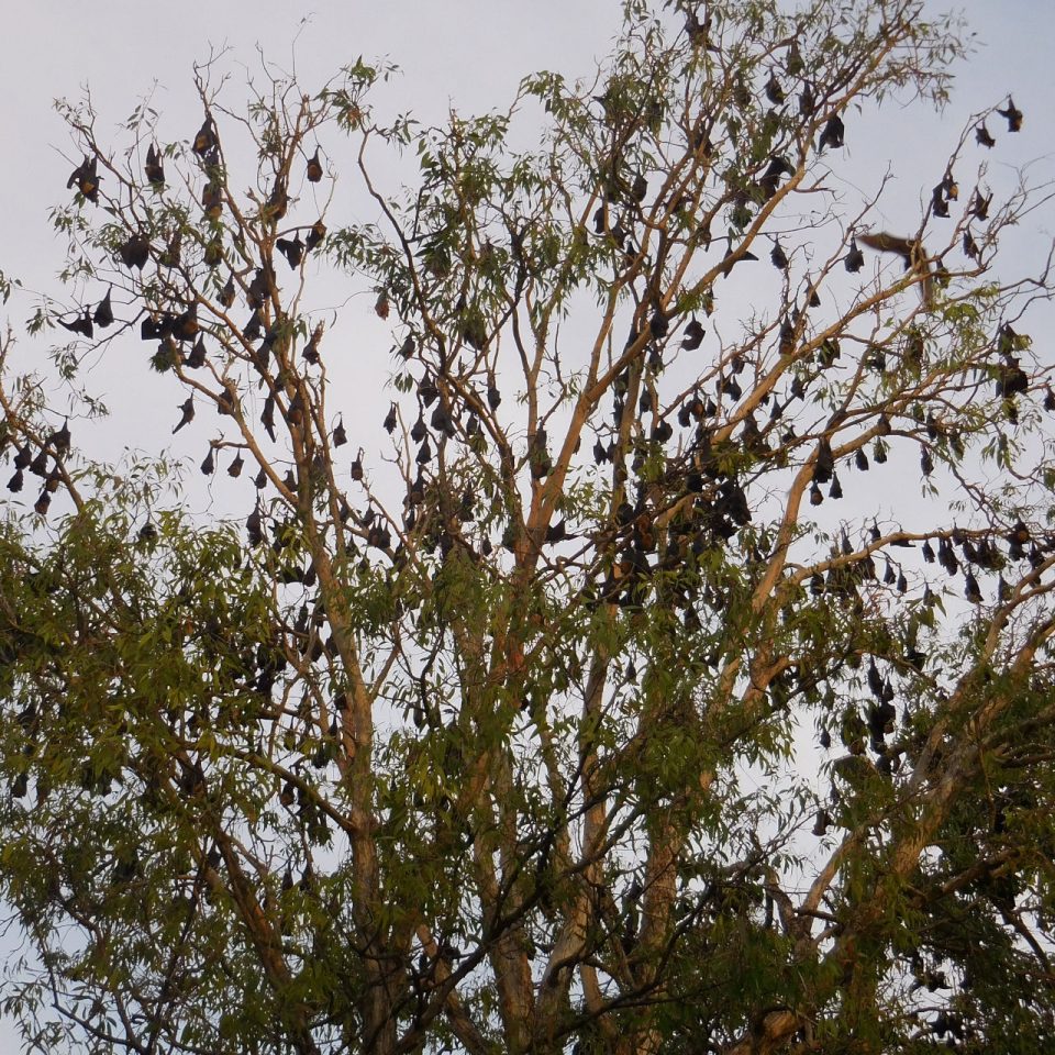 Morcego dormindo em uma arvore no centro de Cairns